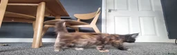 Maine Coon cats for sale: TICA REG. MAINE COON KITTENS  - Advert 6