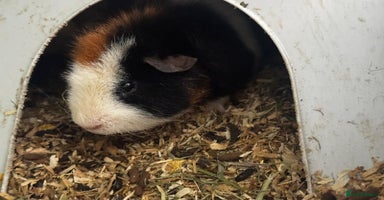 Guinea Pig rodents - Advert 3