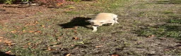 Labrador Retriever dogs for sale: Beautiful white Labrador  - Advert 8