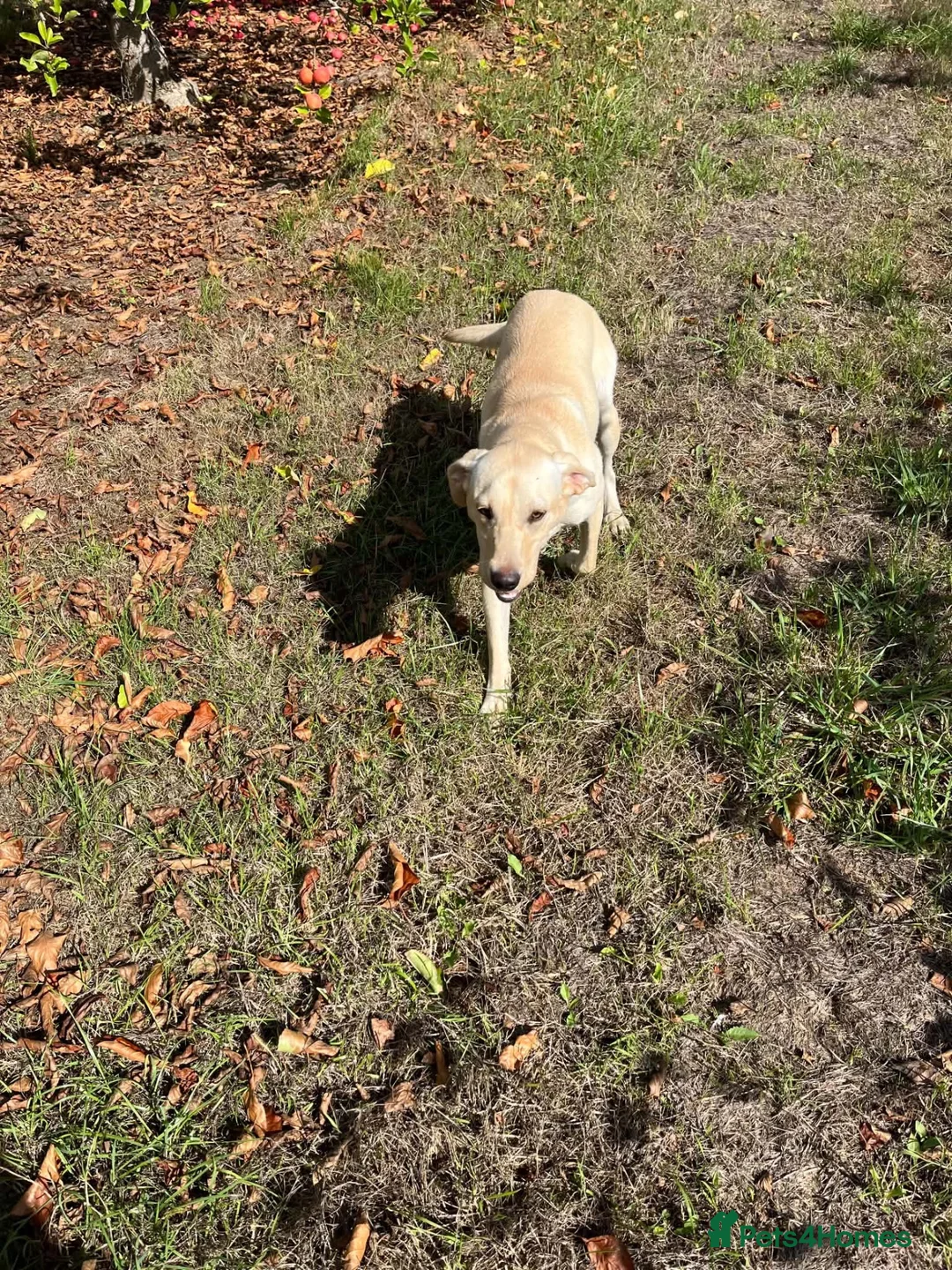 Labrador Retriever dogs for sale: Beautiful white Labrador  - Advert 8