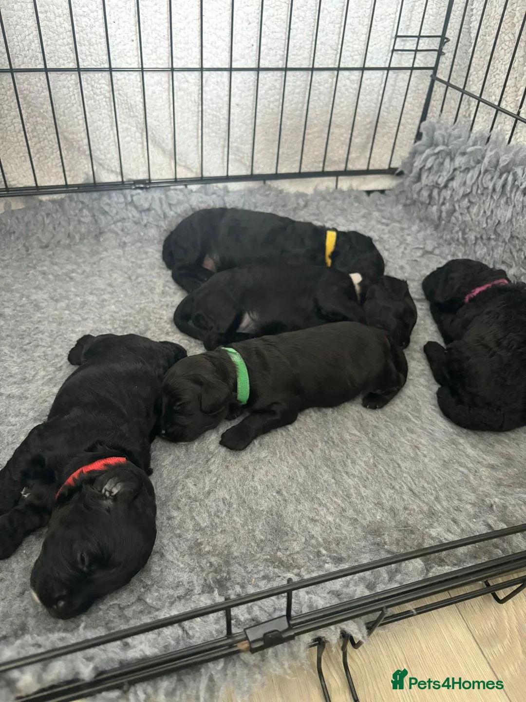 Toy Poodle dogs for stud: 🏆PROVEN🏆sable miniature poodle health tested in Havant - Advert 33