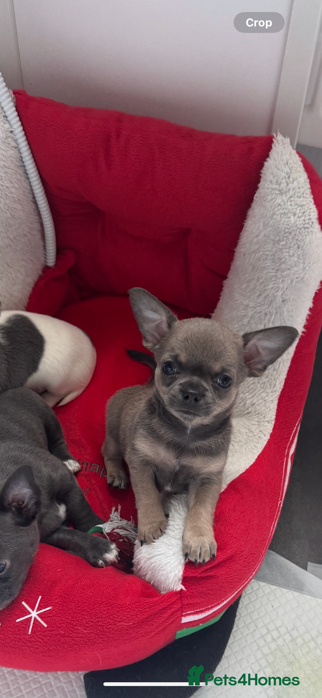 Chihuahua dogs for sale: Blue fawn male chihuahua puppy - Advert 12