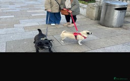 Pug dogs for sale: Chug and pug  - Image 8