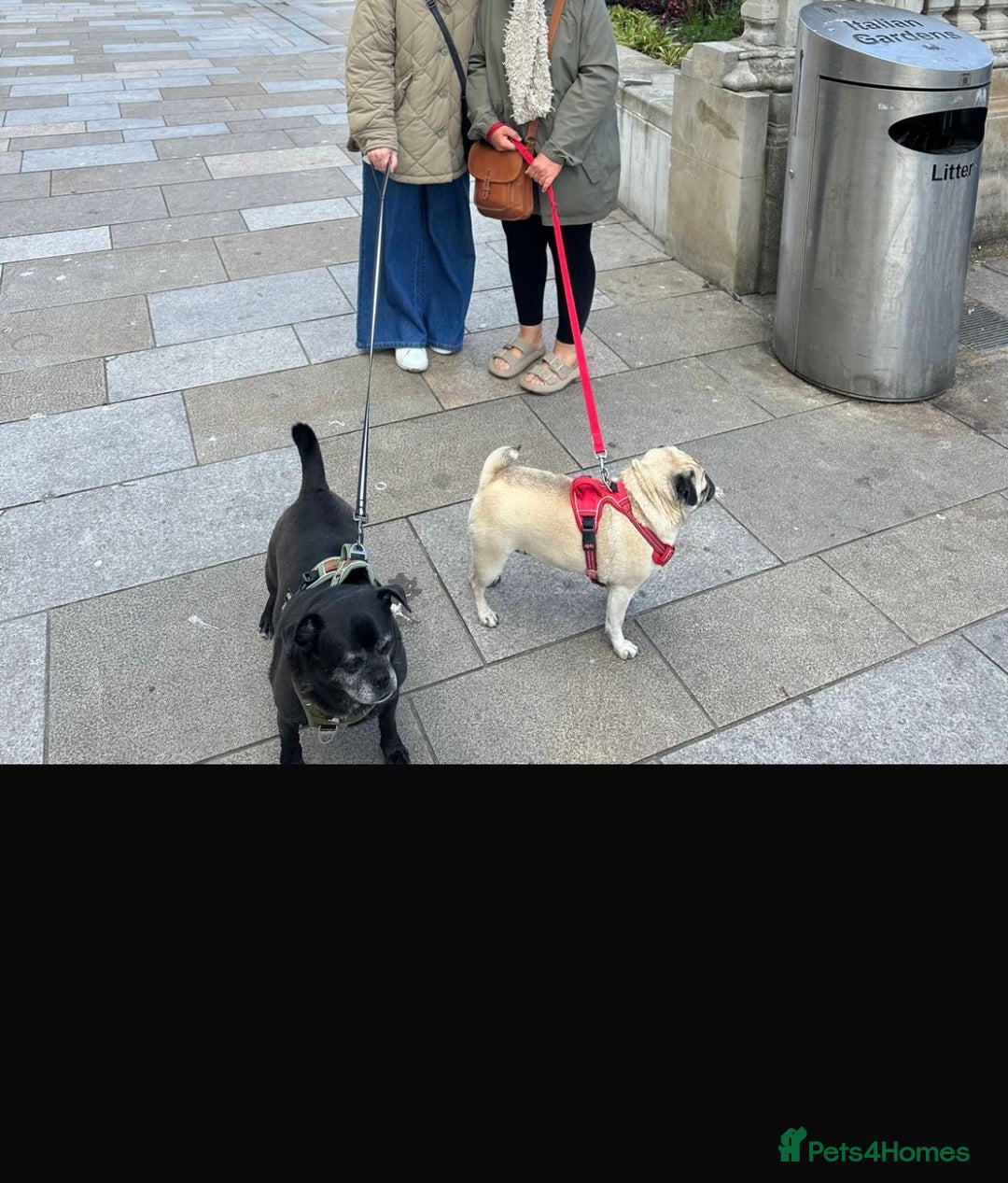 Pug dogs for sale: Chug and pug  - Image 8
