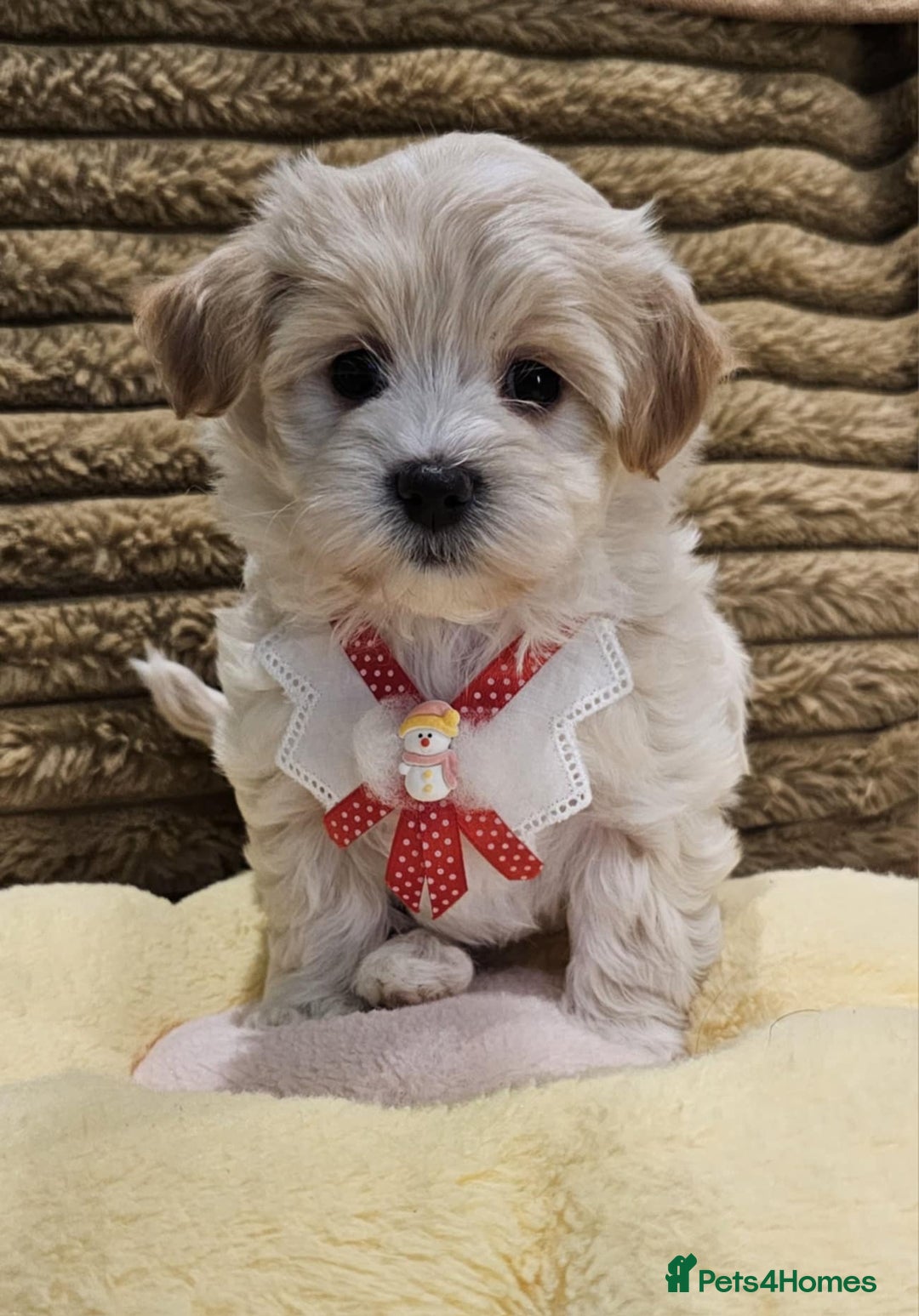 Maltipoo dogs for sale: F1 Beautiful Maltipoo Girls - Advert 9