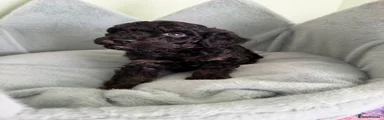 Cavapoo 1