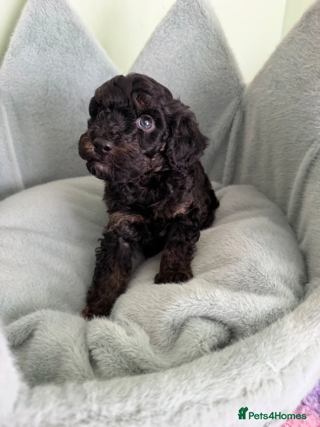 Cavapoo dogs for sale: F1b cavapoos ✨Ready in two weeks✨ - Advert 25