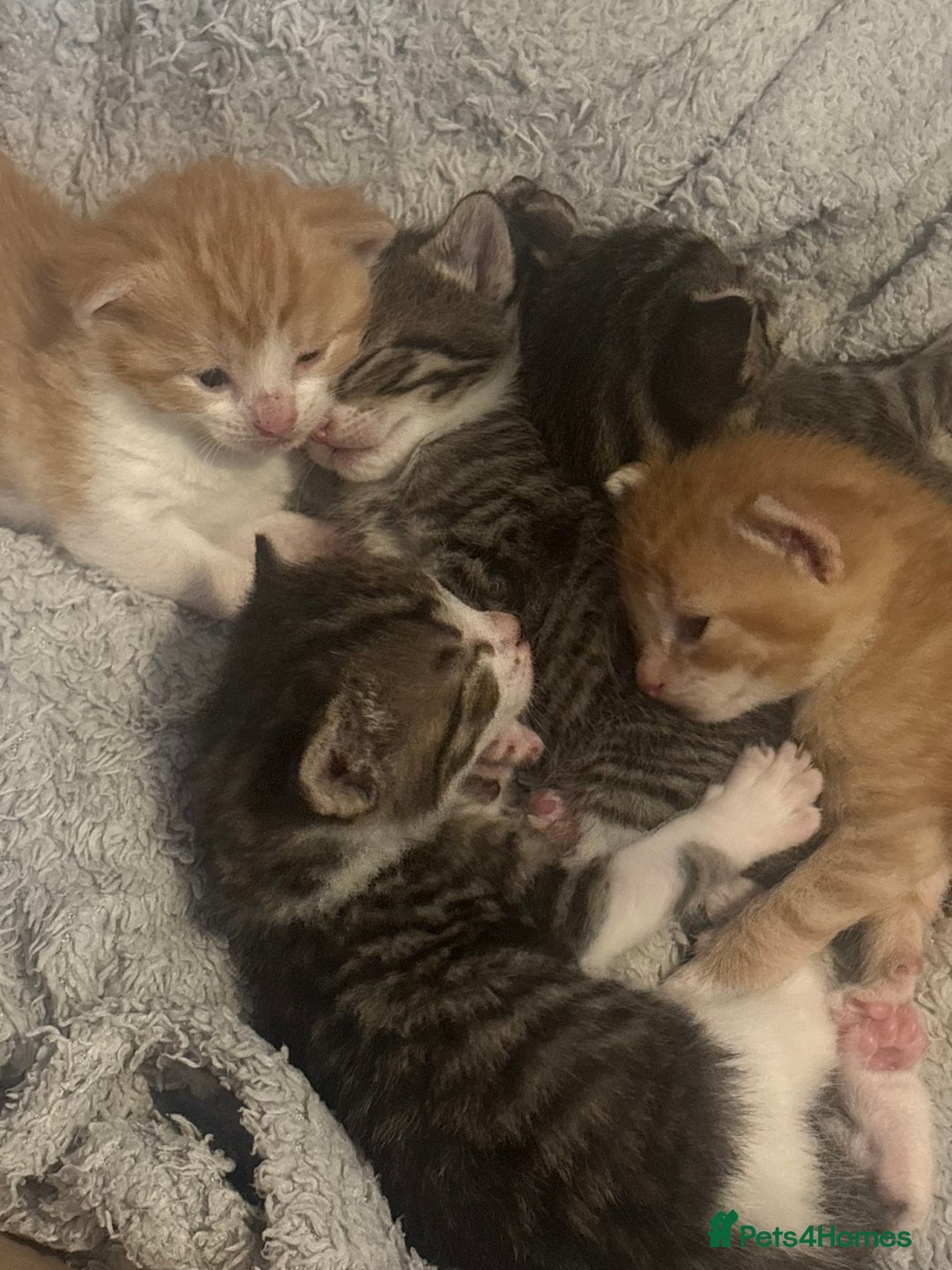 Mixed Breed cats for sale: Three boys two female kittens. Beautiful colours - Advert 5