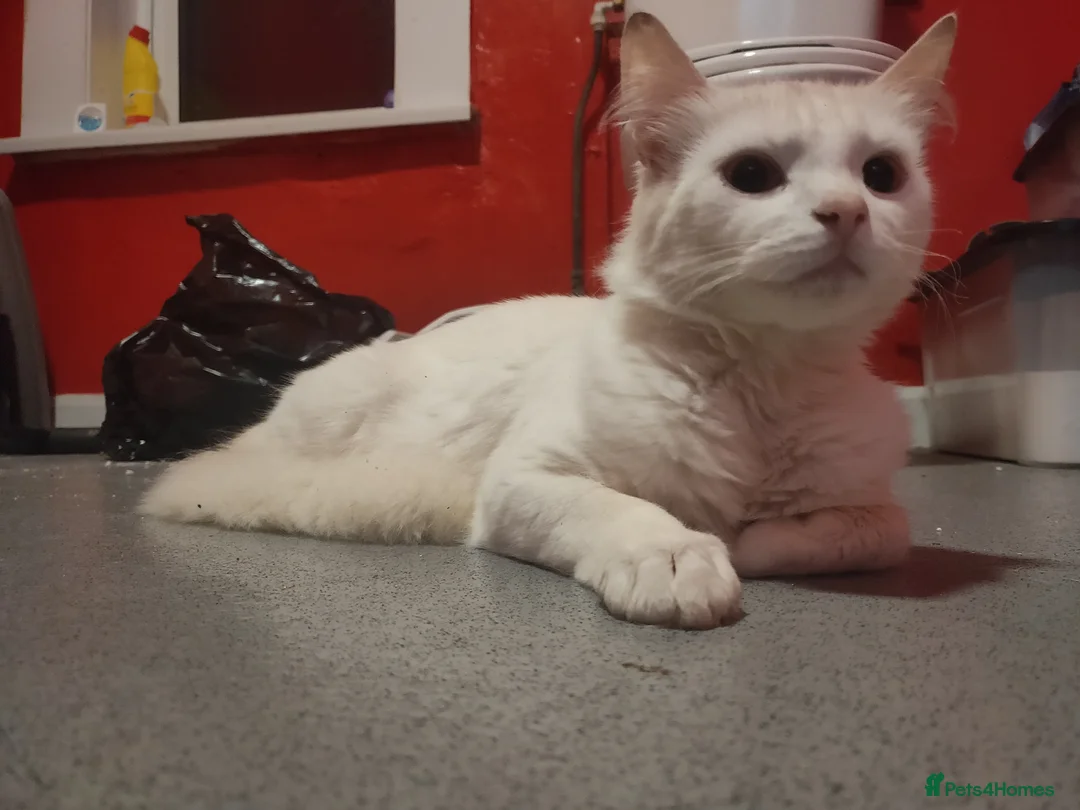 Turkish Angora cats for sale: Turkish Angora  - Advert 2