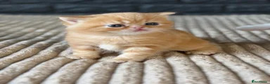 Exotic Kitten 1