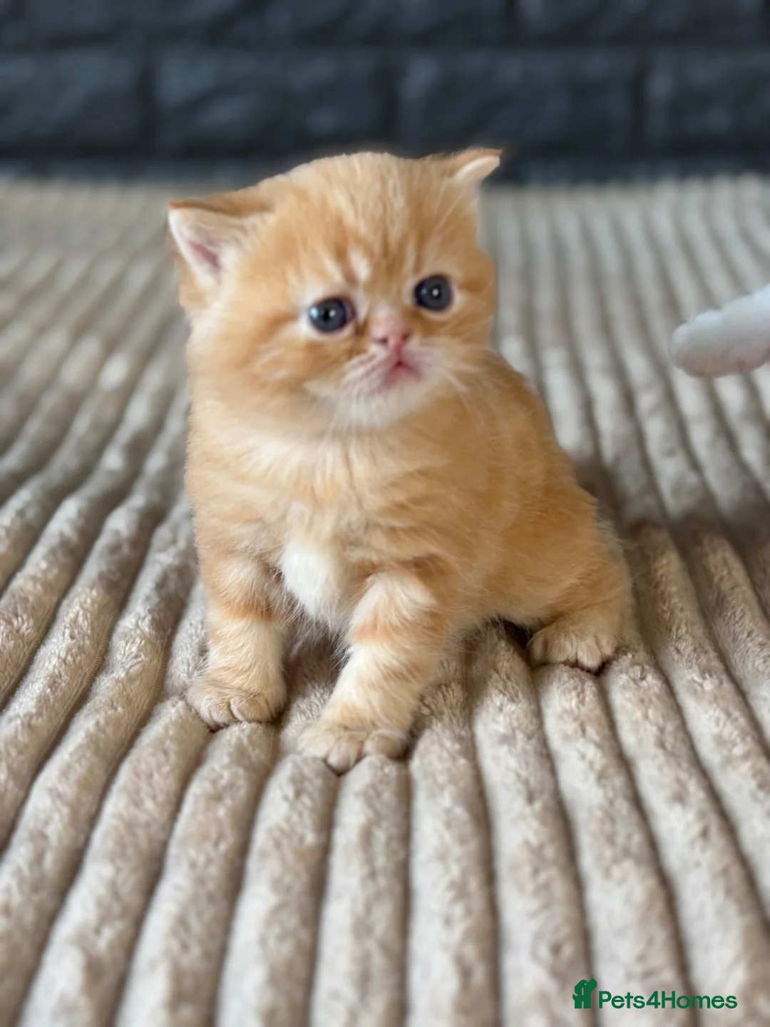 Exotic cats for sale: Stunning Exotic x Persian kittens - Advert 11
