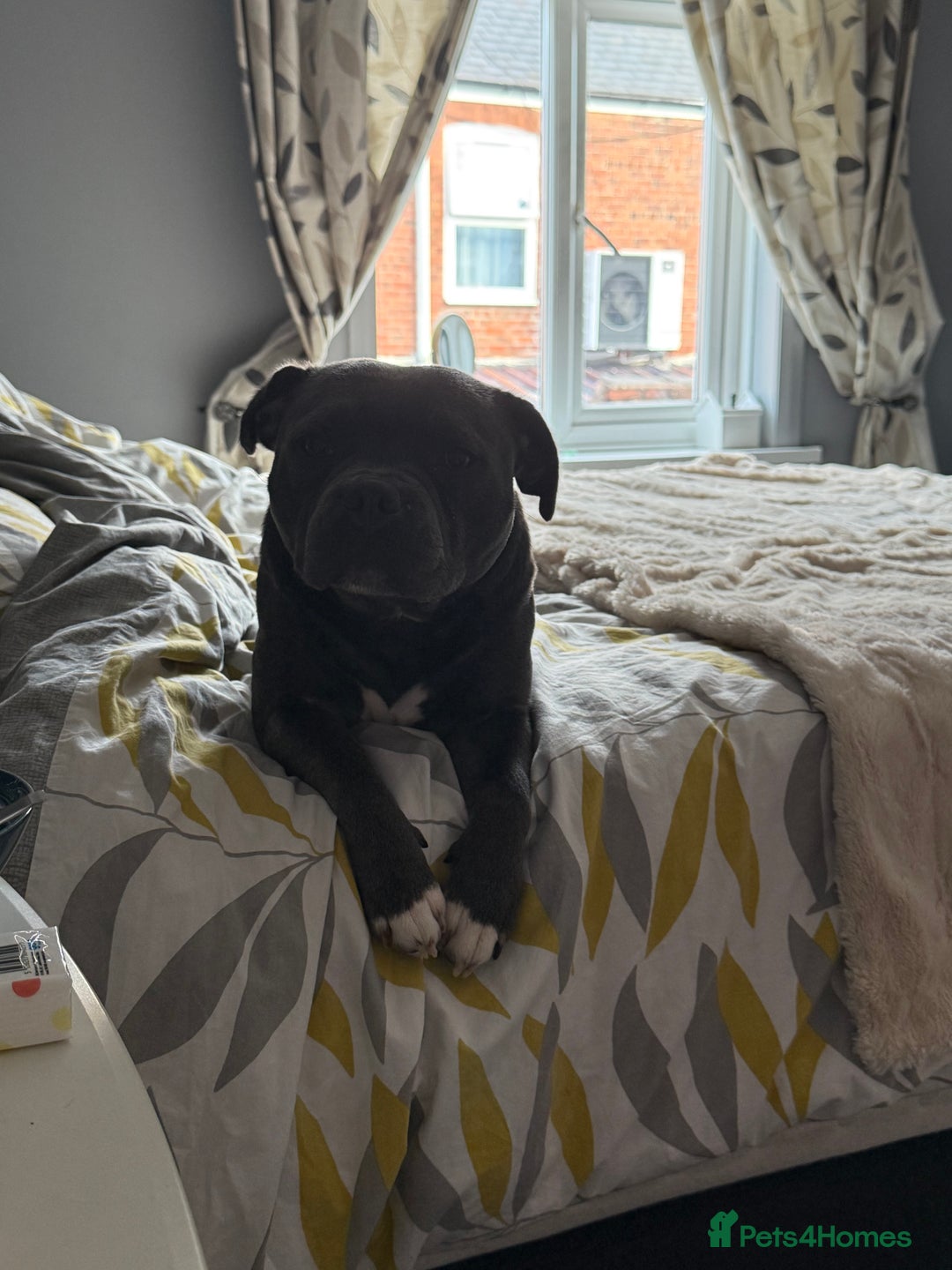 Staffordshire Bull Terrier dogs for sale: Staffordshire bull terrier kc reg  - Advert 10