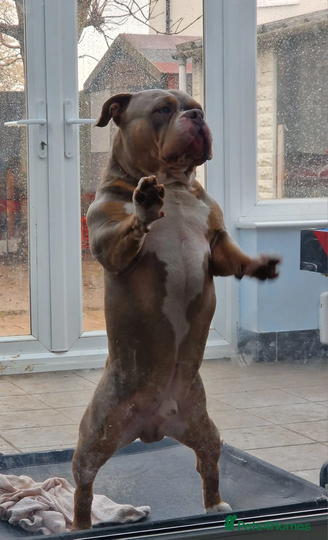 American Bully dogs for stud: American Pocket Bully PROVEN ! in Dartford - Advert 26