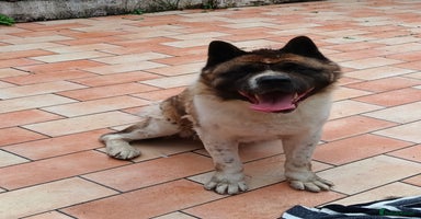 Akita dogs - Advert 2