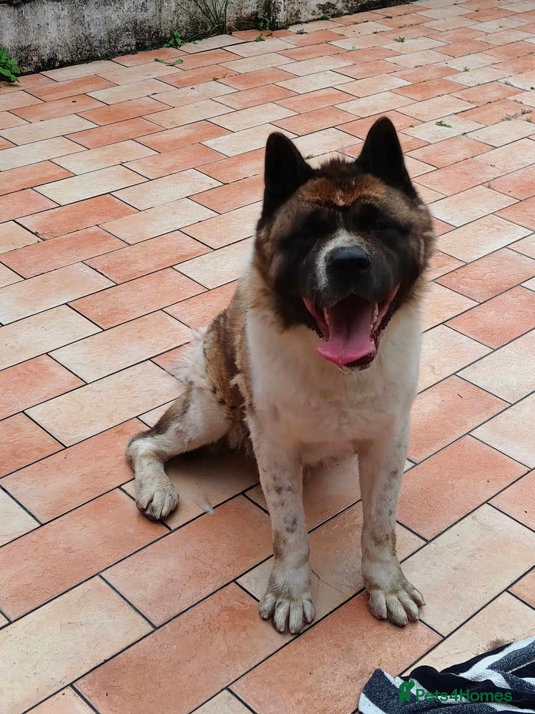 Akita dogs for sale: Big American Akita - Image 2