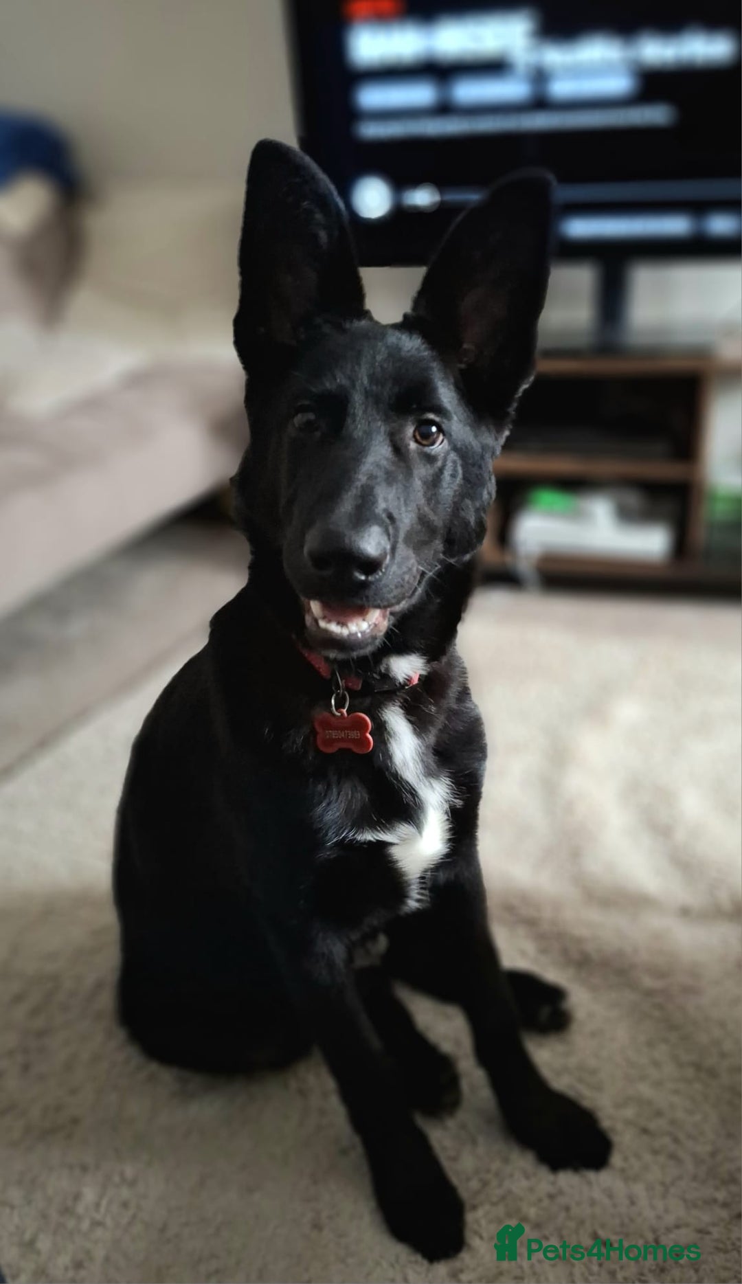 German Shepherd dogs for sale: German Shepherd KC Registered - Advert 3