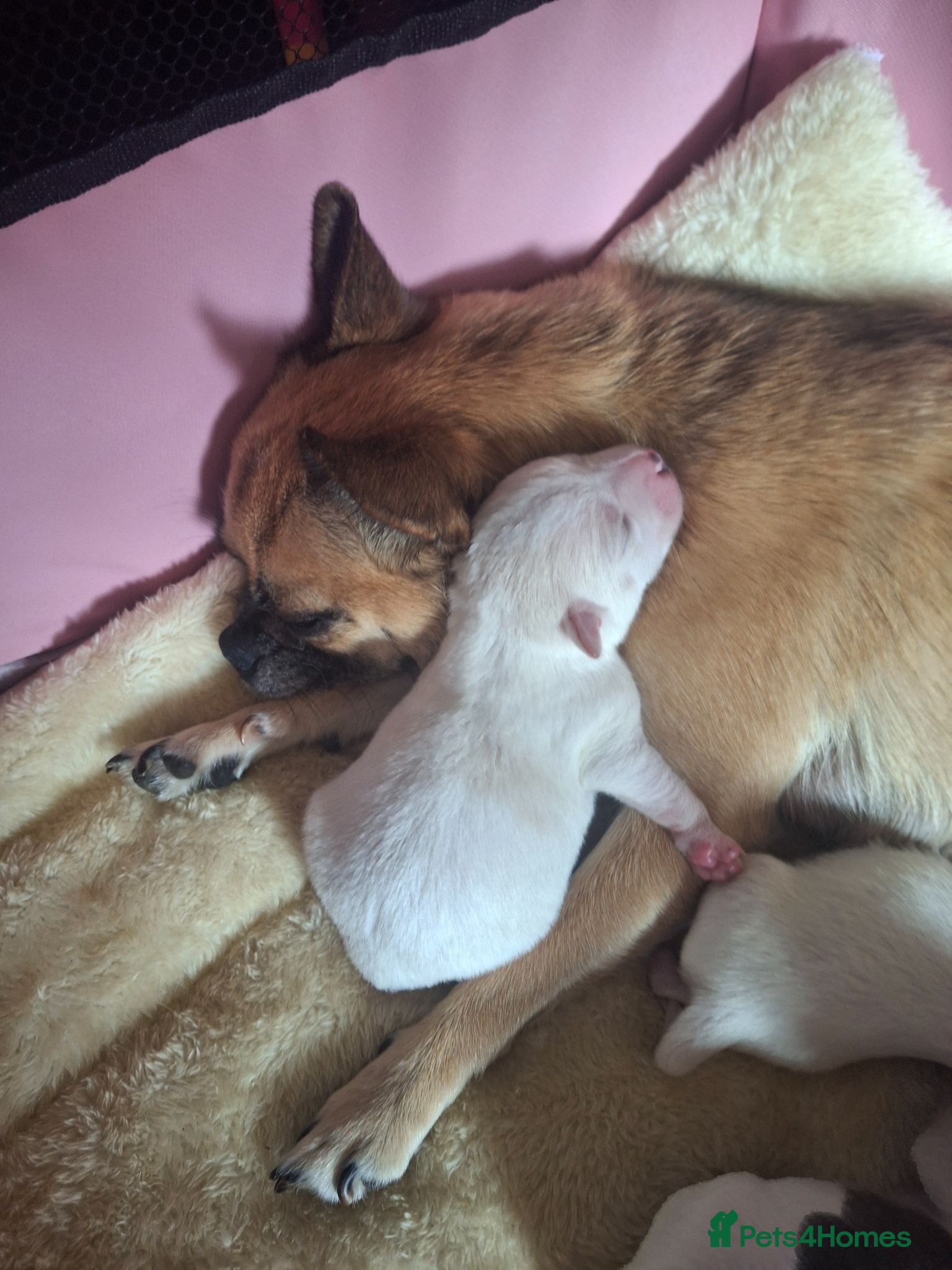 Mixed Breed dogs Jug puppies  - Advert 3