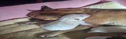 Mixed Breed dogs for sale: Jug puppies  - Advert 1