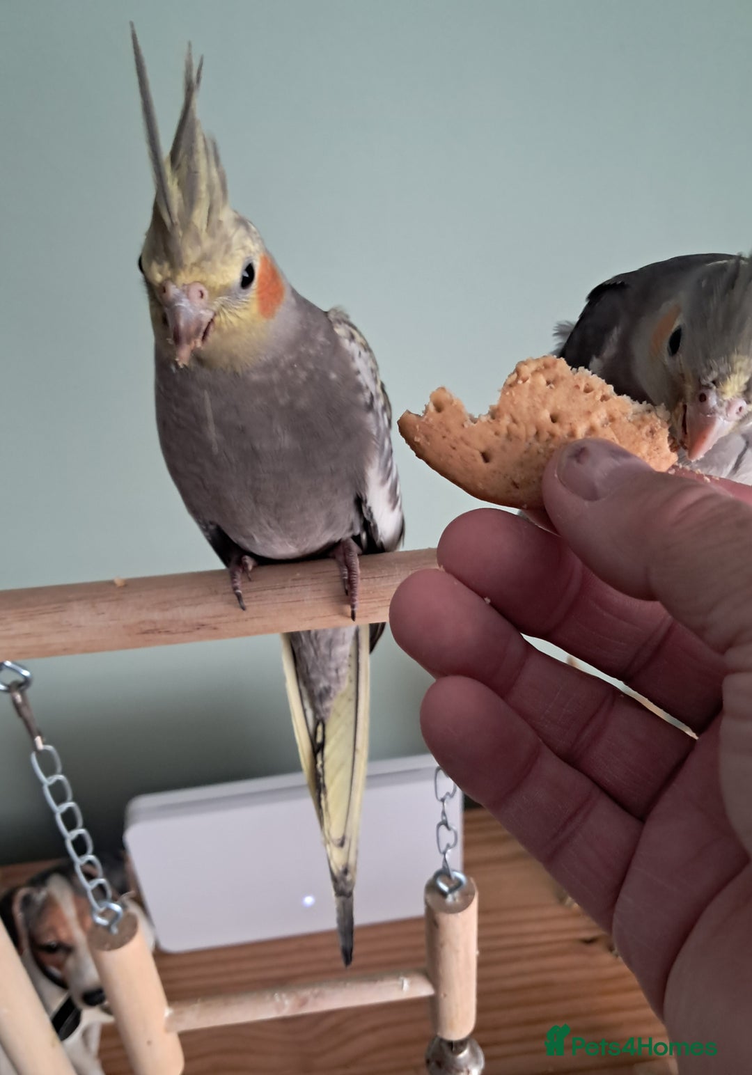 Cockatiels birds for sale: Hand reared cocktails very tame lovely birds  - Image 3