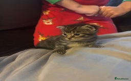 Mixed Breed cats for sale: Three tabby cats.  - Image 8