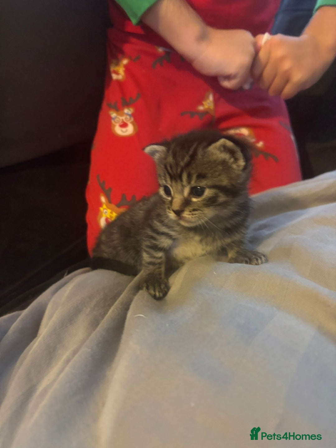Mixed Breed cats for sale: Three tabby cats.  - Image 8