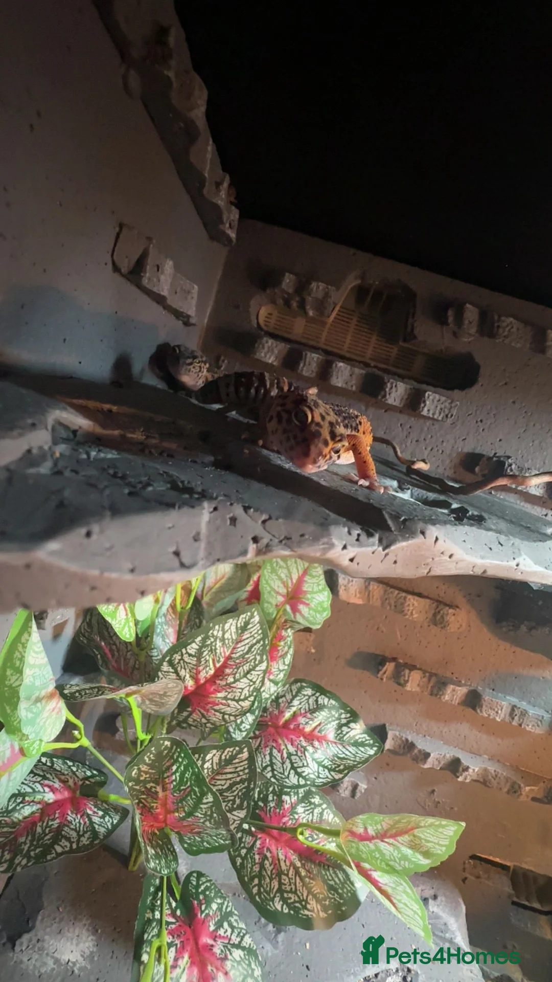 Leopard Gecko reptiles for sale: Leopard ghecko - Advert 10