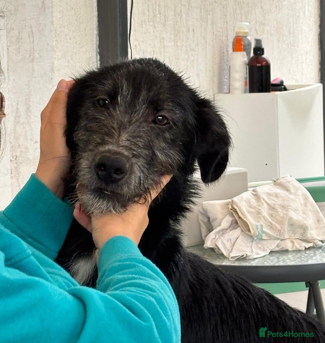 Mixed Breed dogs for adoption: TARMAC - a handsome young boy for a Loving Home - Image 12