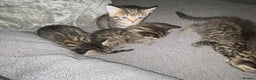 Tibetan cats for sale: 4 beautiful tabby kittens - Advert 2
