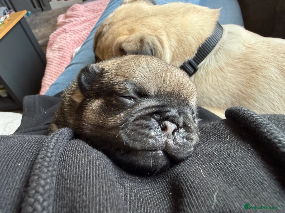 Pug dogs for sale: Pug puppies for sale  - Advert 18