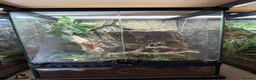 Tarantulas invertebrates for sale: 5 tarantulas for sale. Complete with enclosure in Bootle - Advert 2