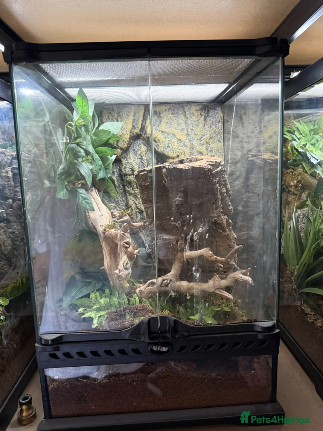 Tarantulas invertebrates for sale: 5 tarantulas for sale. Complete with enclosure in Bootle - Advert 2