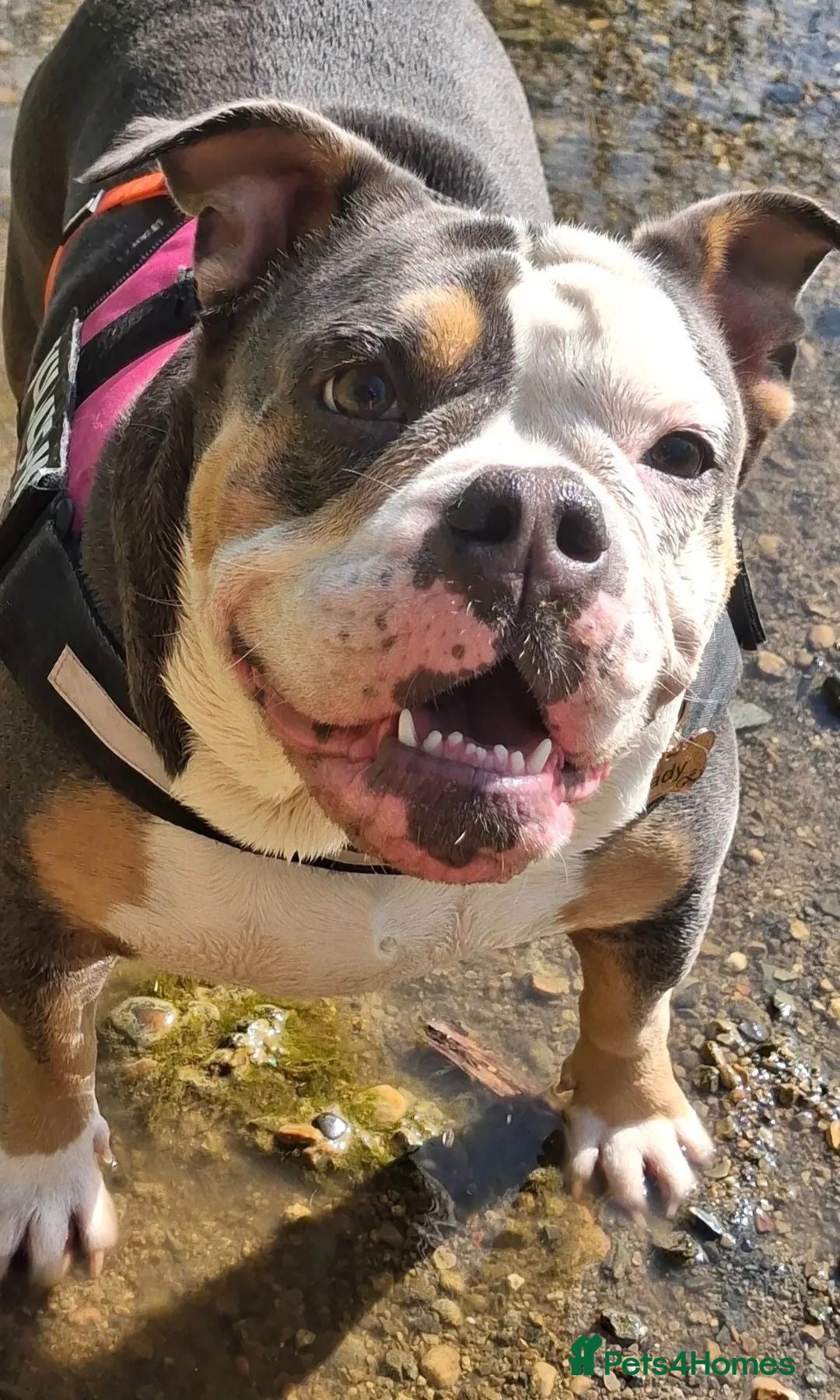 Olde English Bulldogge dogs Beautiful Lady  - Advert 5