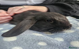 Mini Lop rabbits for sale: 4 gorgeous mini lop boys - Image 10