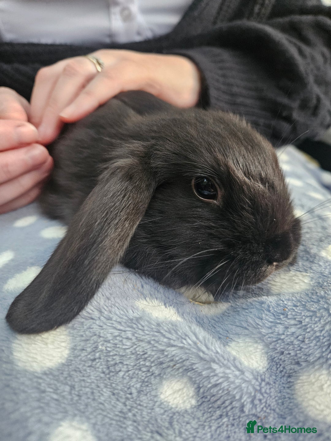 Mini Lop rabbits for sale: 4 gorgeous mini lop boys - Image 10