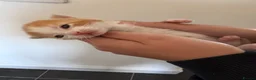 Mixed Breed cats for sale: Beautiful kittens  - Advert 23