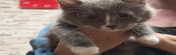 Siberian cats for sale: 4 beautiful kittens for sale - Advert 3