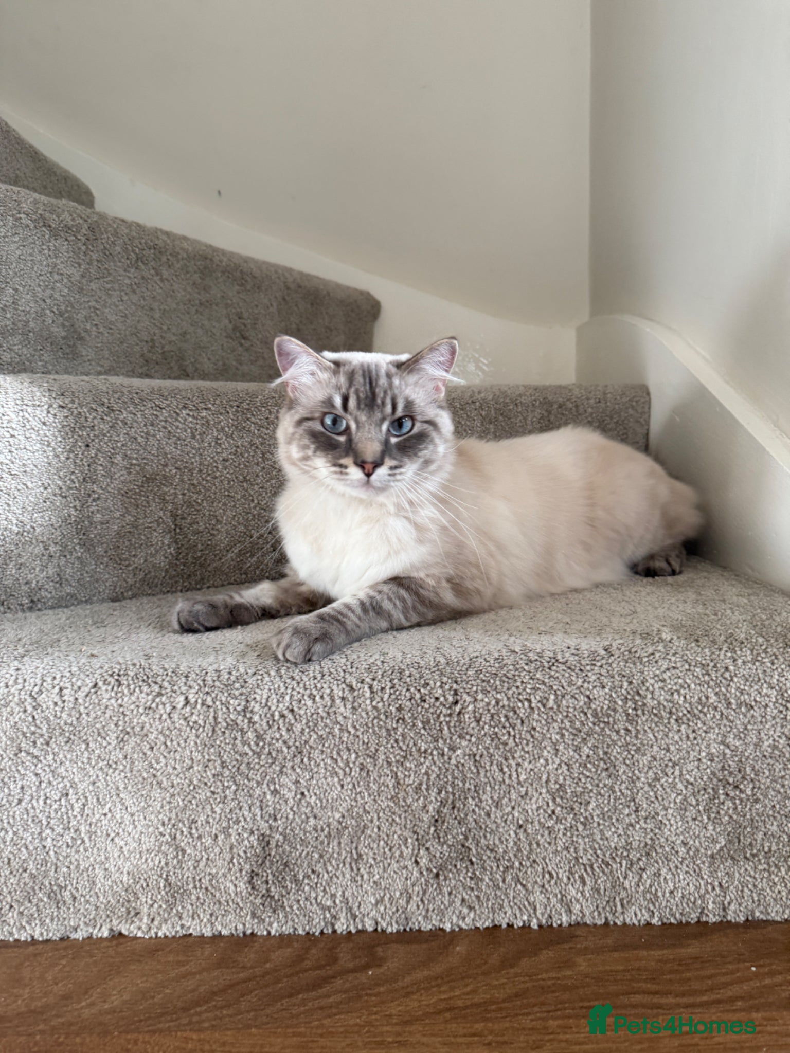 Ragdoll cats Lennard  - Advert 2