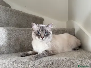 Ragdoll cats Lennard - Advert 2