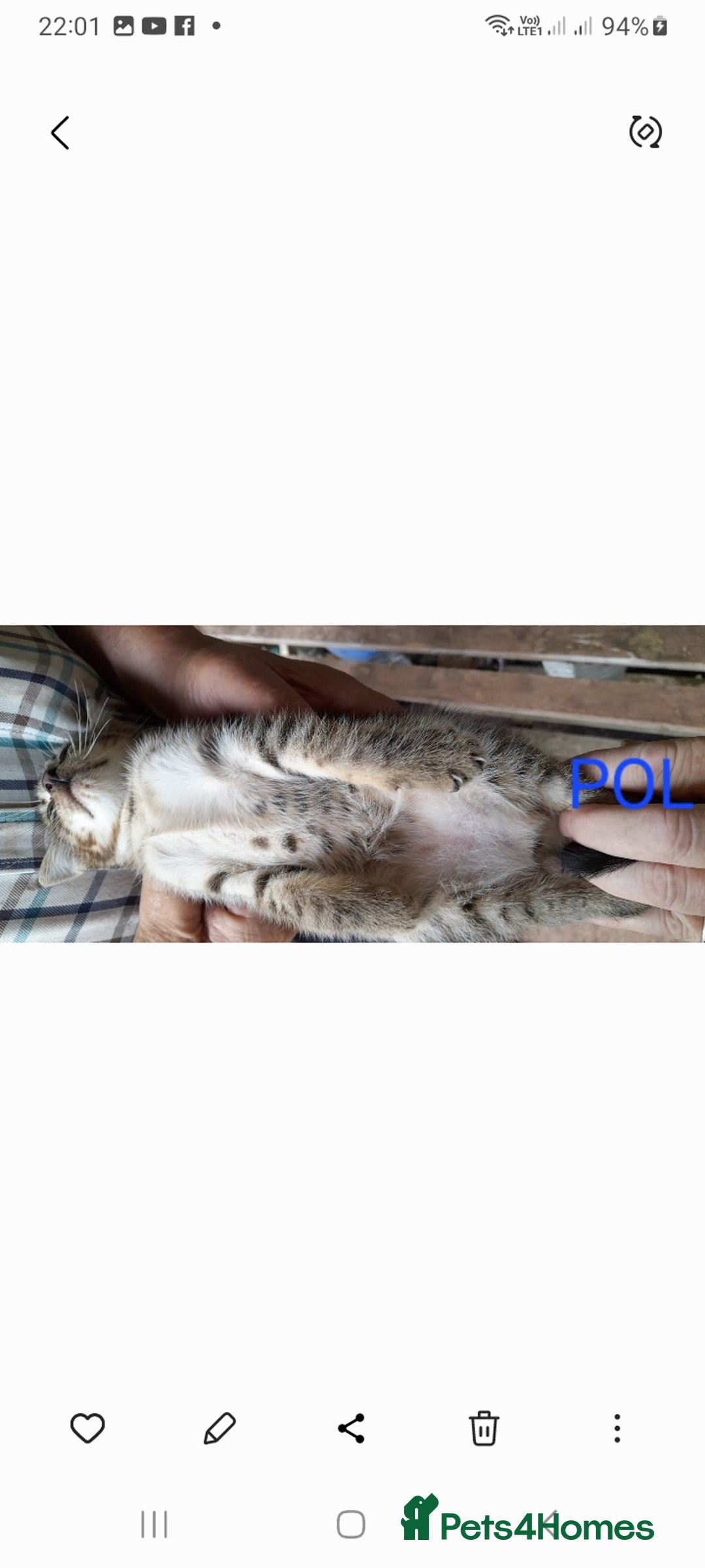 Mixed Breed cats for sale: Beautiful farm kittens  - Image 10