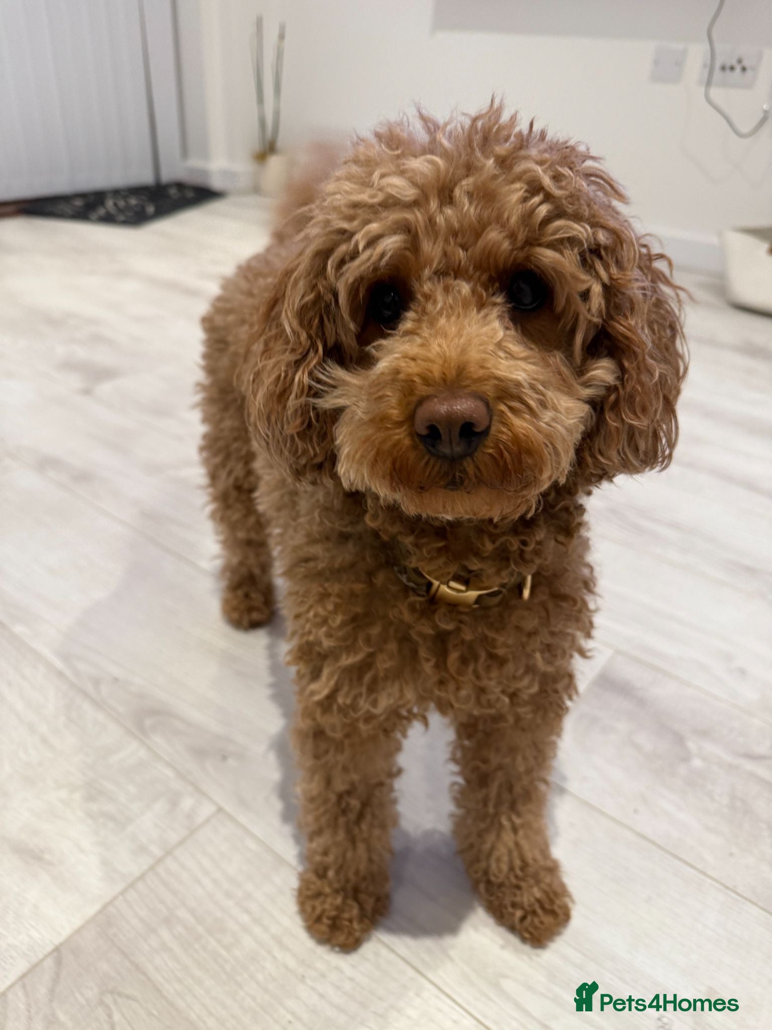 Mixed Breed dogs Beautiful Cockapoo × Cavapoo Puppies - Advert 2