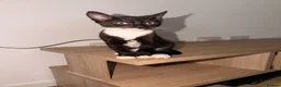 Bengal cats for sale: Bengal cross kittens  in Fareham - Advert 6