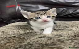 Mixed Breed cats for sale: 6 X BEAUTIFUL MIXED BREED KITTENS BORN 23.08.2025  - Image 19