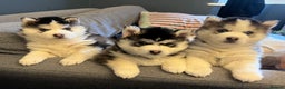 Pomsky dogs for sale: One stunning girl pomsky pup left - ready 24/12 - Advert 4