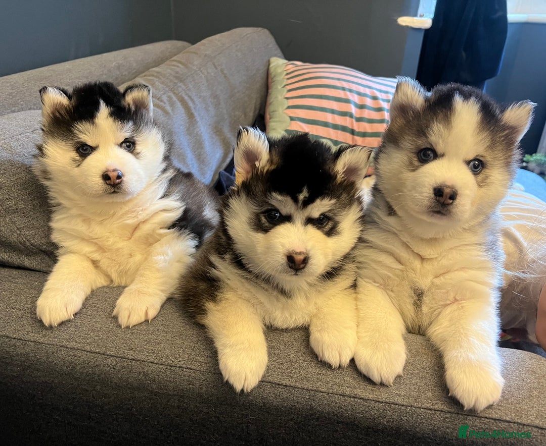 Pomsky dogs for sale: One stunning girl pomsky pup left - ready 24/12 - Advert 4