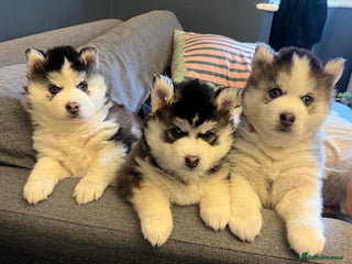 Pomsky dogs Stunning f2 pomsky babies. 2 left ready 24/12. - Advert 11