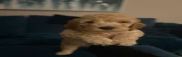 Australian Labradoodle dogs for sale: Australian labradoodle  - Advert 11