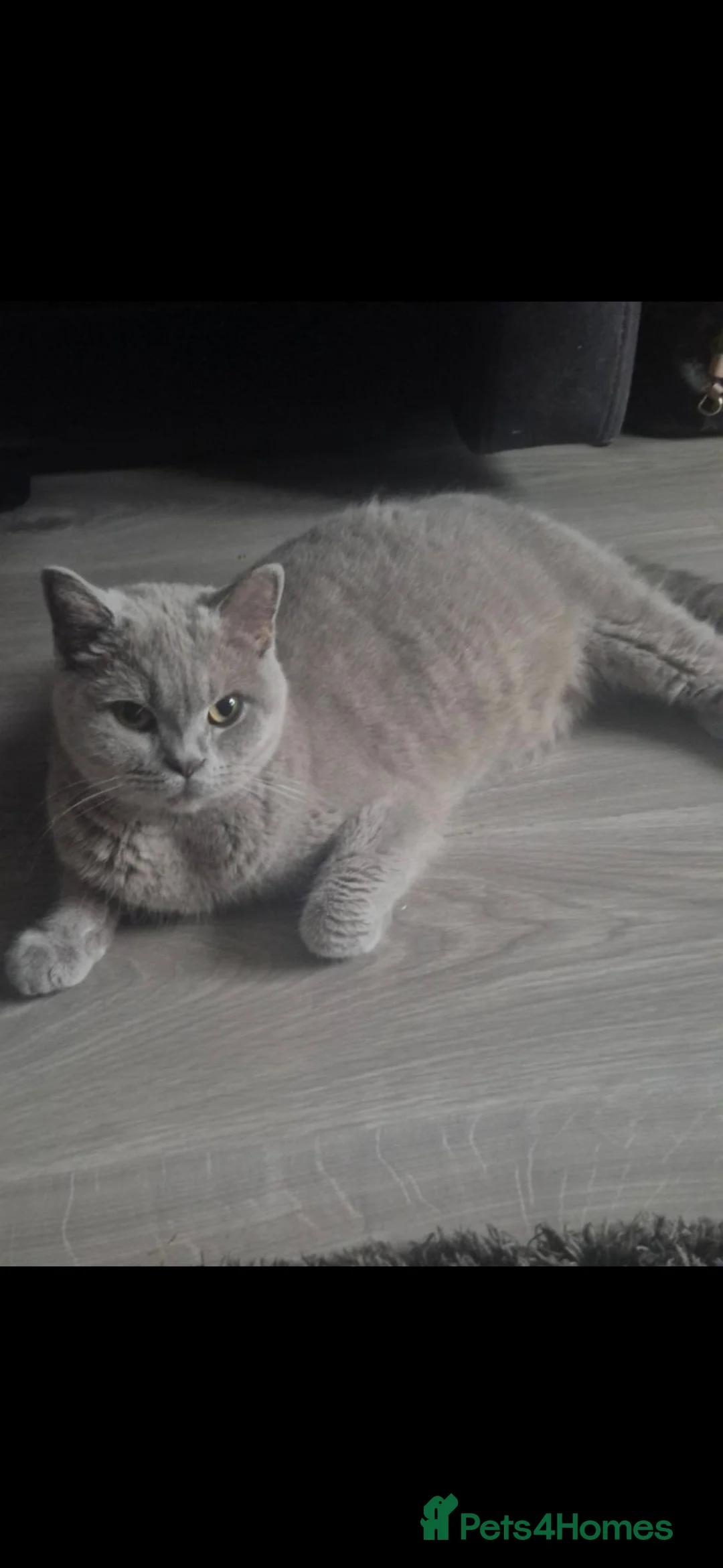British Shorthair cats for sale: British Shorthair kittens in Newtownards - Advert 2