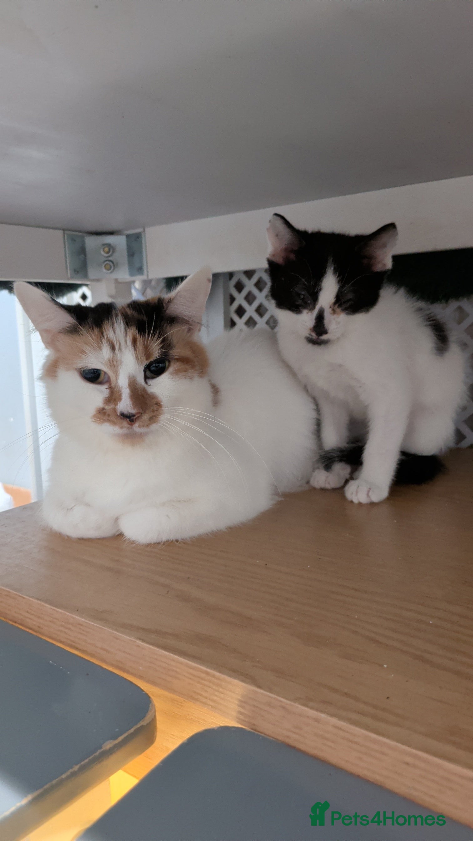 Mixed Breed cats Black and white kittens  - Advert 2