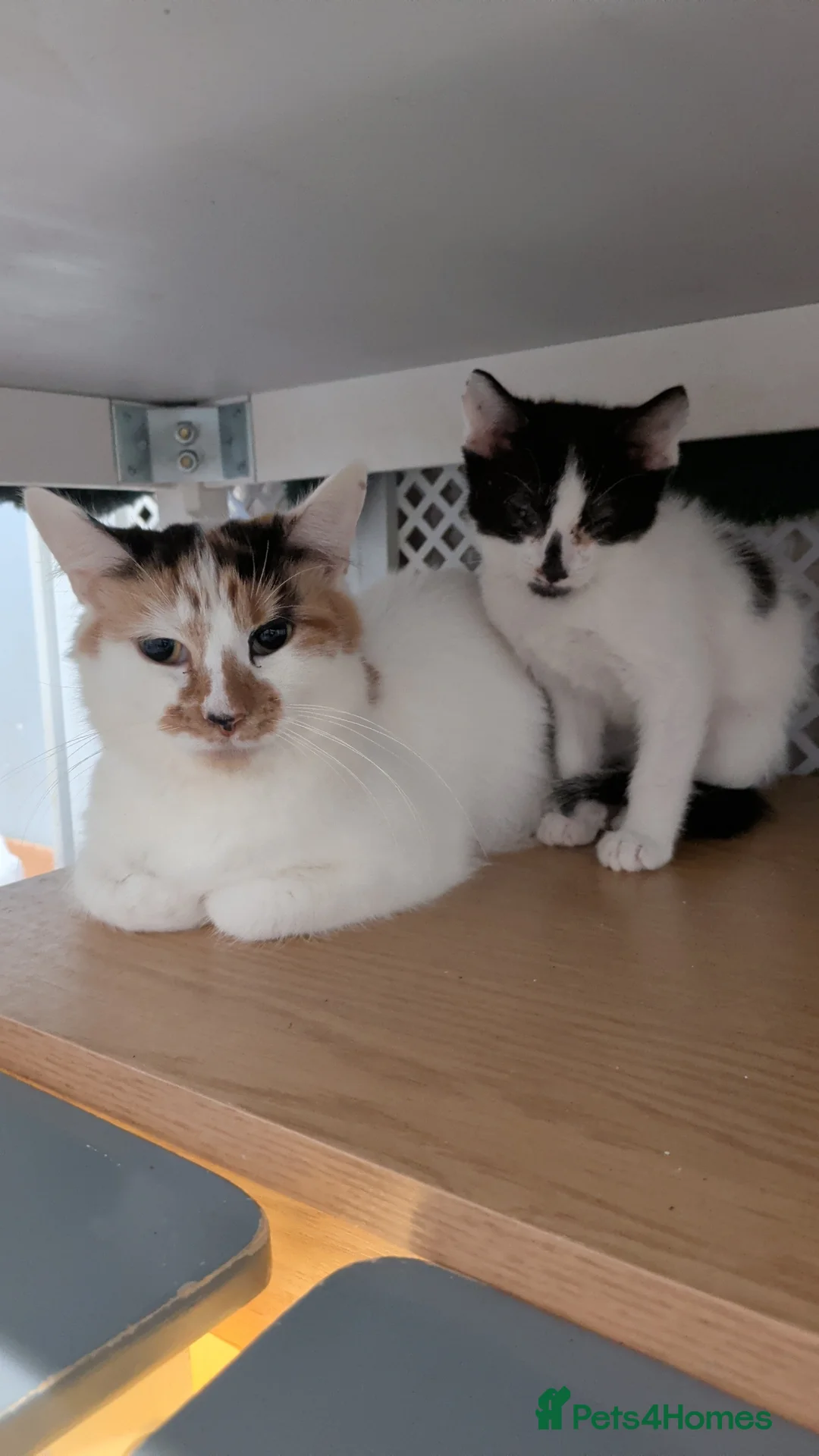 Mixed Breed cats for sale:  8 weeks old not 6 Black and white kittens  - Advert 1