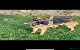 German Shepherd dogs for stud: West German working line for studying  - Image 3